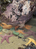 Giant Green Anemones and Ochre Sea Stars, Cape Kiwanda State Park, Oregon, USA Photographie par Stuart Westmoreland
