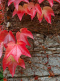 Red Ivy Growing on Stone Wall, Burgundy, France Lámina fotográfica por Lisa S. Engelbrecht Red Ivy Growing on Stone Wall, Burgundy, France Lámina fotográfica por Lisa S. Engelbrecht