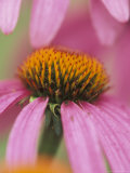 Close-up of Coneflower Photographic Print by Adam Jones