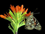 Painted Lady on Indian Paintbrush, Michigan, USA Photographie par Claudia Adams
