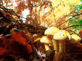 Mushrooms Growing Among Autumn Leaves, Jasmund National Park, Island of Ruegen, Germany Photographic Print by Christian Ziegler