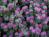 Rosebay Rhododendron, Great Smoky Mountains National Park, Tennessee, USA Photographic Print by Adam Jones