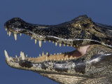 Close-up of Caiman Head and Mouth, Pantanal, Brazil Lámina fotográfica por Theo Allofs Close-up of Caiman Head and Mouth, Pantanal, Brazil Lámina fotográfica por Theo Allofs