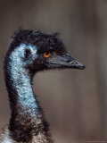 Emus, Flightless Bird Native to Australia Photographie par Charles Sleicher