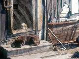 Resting Dog in Yanrakinnot, Providenia District Photographic Print by Daisy Gilardini