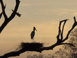 Jabiru on Nest at Dusk, Pantanal, Brazil Photographie par Theo Allofs