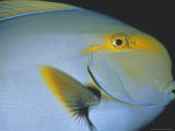 Purple Surgeonfish Fotografisk trykk av Georgienne Bradley
