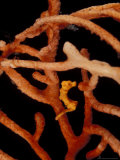 Pigmy Seahorse on Orgonian, Papua New Guinea Lámina fotográfica por Michele Westmorland