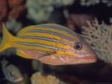 Blue and Yellow Snapper Fotografisk trykk av Georgienne Bradley