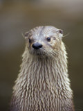 Otter Sanctuary, English Otter, Buckfast, Devon, England Photographic Print by Nik Wheeler