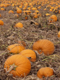 Pumpkins in Ready for Harvest, Shelbourne, Massachusetts, USA Photographic Print by Adam Jones