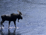 Moose Bull Crosses River Fotografisk trykk av Georgienne Bradley