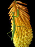 Praying Mantis on Red Hot Poker Plant, Rochester Hills, Michigan, USA Photographic Print by Claudia Adams