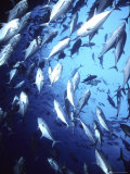 Big Eye Jack, Cocos Island, Costa Rica Fotografisk trykk av Georgienne Bradley