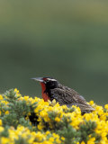Long Tailed Meadowlark Forages for Food on Gorst Bushes, West Point Island, Falklands  Lámina fotográfica por Hugh Rose