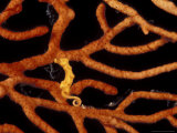 Pigmy Seahorse on Gorgonian, Papua New Guinea  Lámina fotográfica por Michele Westmorland