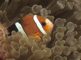 Clark's Anemonefish and Bulb Tentacled Sea Anemone Fotografisk trykk av Georgienne Bradley