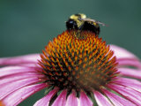 Golden Northern Bumblebee on Coneflower Photographie par Adam Jones