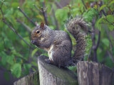 Grey Squirrel on Fencepost Photographic Print by Adam Jones