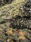 Mussels, Gooseneck Barnacles, Pisaster Sea Stars and Green Anemones on the Oregon Coast, USA Photographie par Stuart Westmoreland