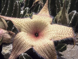 Stapelia, Madagascar Fotografisk trykk av Georgienne Bradley