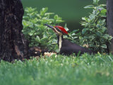 Pileated Woodpecker at Stump, Louisville, Kentucky, USA Photographic Print by Adam Jones