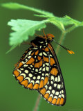 Checkerspot Butterfly Roosting, Michigan, USA Photographie par Claudia Adams