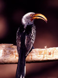 Eastern Yellow-Billed Hornbill, Africa Photographie par Charles Sleicher