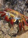 Sally Lightfoot Crab on the Galapagos Islands, Ecuador Lámina fotográfica por Stuart Westmoreland Sally Lightfoot Crab on the Galapagos Islands, Ecuador Lámina fotográfica por Stuart Westmoreland