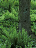Ferns at the Base of Tree, Columbia River Gorge, Oregon, USA Photographic Print by Adam Jones