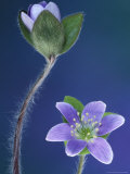Round-Lobed Hepatica Bud and Fleur, Lapeer, Michigan, USA Photographic Print by Claudia Adams