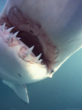 South Africa Great White Shark Photographie par Michele Westmorland