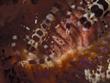 Coleman Shrimp on Fire Urchin, Papua New Guinea Photographic Print by Stuart Westmoreland