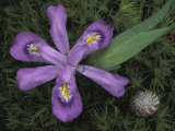 Dwarf Lake Iris and Snail, Wilderness State Park, Michigan, USA Photographie par Claudia Adams