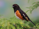 Male Rufous-Sided Towhee Photographie par Adam Jones