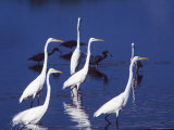 Great Egrets Fishing with Tricolored Herons in the Background Photographic Print by Charles Sleicher