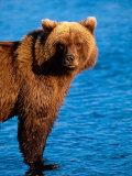 Brown Bear in Katmai National Park, Alaska, USA Lámina fotográfica por Dee Ann Pederson