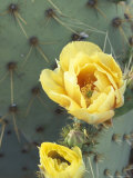 Prickly Pear Cactus Flower, Saguaro National Park, Arizona, USA Photographic Print by Jamie & Judy Wild