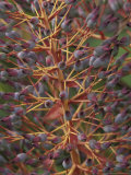 Bromeliad, Maui, Hawaii, USA Photographie par John & Lisa Merrill