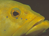 Coney, Costa Rica Fotografisk trykk av Georgienne Bradley