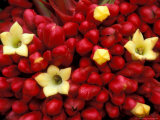 Red and Yellow Rainforest Flower, Barro Colorado Island, Panama Photographic Print by Christian Ziegler