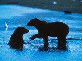 Brown Bear Silhouette in Katmai National Park, Alaska, USA Photographic Print by Dee Ann Pederson