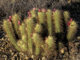Flowering Hedgehog Cactus, Saguaro National Park, Arizona, USA Photographic Print by Jamie & Judy Wild
