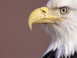 Bald Eagle Head, Kenai Peninsula, Alaska, USA Photographie par Theo Allofs