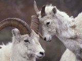 Dahl Rams in Denali National Park, Alaska, USA Lámina fotográfica por Howie Garber Dahl Rams in Denali National Park, Alaska, USA Lámina fotográfica por Howie Garber