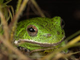Barking Treefrog on Limb with Resurrection Fern and Spanish Moss, Florida, USA Photographic Print by Maresa Pryor