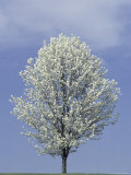 Bradford Pear in Full Bloom, Louisville, Kentucky, USA Photographic Print by Adam Jones