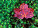 Sugar Maple Leaf on Moss, Lookout Mountain, Georgia, USA Lámina fotográfica por Rob Tilley