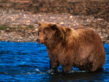 Brown Bear Fishing in Katmai National Park, Alaska, USA Photographic Print by Dee Ann Pederson