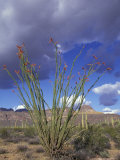 Flowering Ocotillo with Saguaro, Organ Pipe Cactus National Monument, Arizona, USA Photographic Print by Jamie & Judy Wild